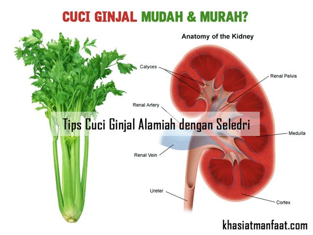 Ginjal adalah organ penting yang berfungsi untuk membuang sisa-sisa metabolism dalam tubuh. Selain itu, ginjal juga berfungsi untuk mempertahankan keseimbangan cairan, menyaring mineral dalam tubuh, dan memproduksi hormon yang berperan dalam pembentukan sel darah merah, menjaga kesehatan tulang dan mempertahankan tekanan darah. Bila ginjal tidak dijaga kesehatannya, ada kemungkinan fungsi-fungsi ini menurun dan terjadilah gangguan [&hellip;]