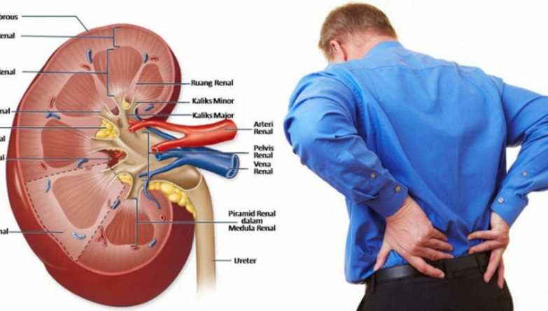 Ginjal adalah organ penting yang ada didalam tubuh manusia yang berfungsi untuk mengeluarkan dan menyaring zat-zat sisa metabolisme yang tidak lagi diperlukan oleh badan. Ginjal pada manusia terdapat sebanyak 2 buah, berbentuk seperti kacang merah dan terletak di dalam rongga retroperitoneal di antara iga 10- 12. Lokasi Ginjal Baca Juga: Cara Penderita Ginjal Menghadapi Covid-19 [&hellip;]