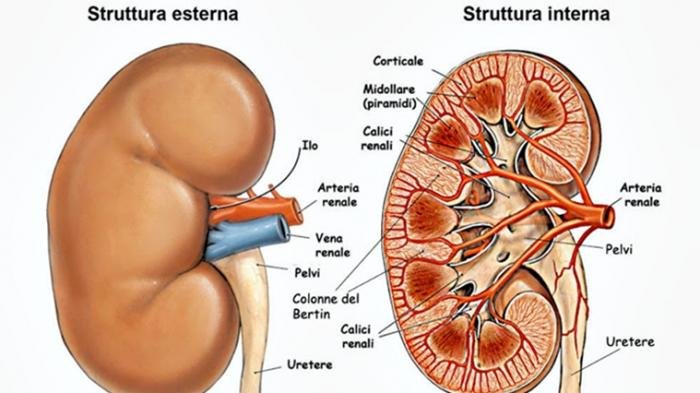 Ginjal adalah organ tubuh yang berperan dalam membuang sisa metabolism yang ada dalam tubuh. Selain itu, organ ini berfungsi untuk mempertahankan keseimbangan cairan serta memproduksi hormon yang berperan dalam proses pembentukan darah, kepadatan tulang, dan mempertahankan tekanan darah. Kesehatan ginjal sangat penting kita jaga, jangan sampai ketika ginjal sudah mulai rusak baru kita peduli dengan [&hellip;]
