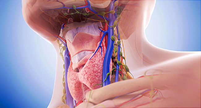 Kelenjar tiroid merupakan kelenjar pada leher yang berfungsi untuk memproduksi hormon tiroid yang berperan dalam mengatur metabolisme tubuh manusia. Penyakit tiroid terjadi jika terdapat kelainan bentuk atau fungsi kelenjar tiroid. Penyakit tiroid bervariasi dari pembesaran kelenjar yang tidak berbahaya sampai keganasan. Kelenjar tiroid yang menghasilkan terlalu banyak hormon tiroid disebut hipertiroidisme sedangkan yang terlalu sedikit disebut [&hellip;]